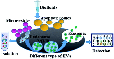 Graphical abstract: A perspective on the isolation and characterization of extracellular vesicles from different biofluids