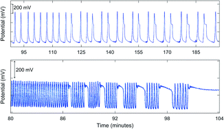 Graphical abstract: Complex oscillations in the Belousov–Zhabotinsky batch reaction with methylmalonic acid and manganese(ii)