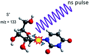 Graphical abstract: Thermal desorption effects on fragment ion production from multi-photon ionized uridine and selected analogues