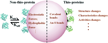 Graphical abstract: Probing protein dissociation from gold nanoparticles and the influence of temperature from the protein corona formation mechanism