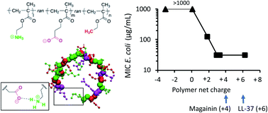 Graphical abstract: The function of peptide-mimetic anionic groups and salt bridges in the antimicrobial activity and conformation of cationic amphiphilic copolymers
