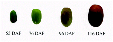 Graphical abstract: Label-free quantitative proteomics analysis of jujube (Ziziphus jujuba Mill.) during different growth stages