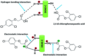Graphical abstract: Prospective application of diethylaminoethyl cellulose (DEAE-cellulose) with a high adsorption capacity toward the detoxification of 2,4-dichlorophenoxyacetic acid (2,4-D) from water