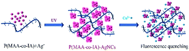 Graphical abstract: Synthesis of highly stable fluorescent poly(methacrylic acid-co-itaconic)-protected silver nanoclusters and sensitive detection of Cu2+