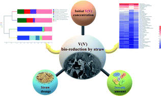Graphical abstract: Performance and mechanisms for V(v) bio-reduction by straw: key influencing factors