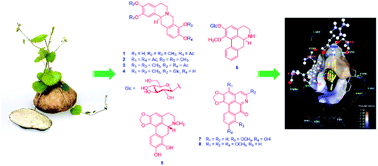 Graphical abstract: Stephapierrines A–H, new tetrahydroprotoberberine and aporphine alkaloids from the tubers of Stephania pierrei Diels and their anti-cholinesterase activities