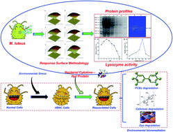 Graphical abstract: Optimization of bacterial cytokine protein production by response surface methodology for environmental bioremediation