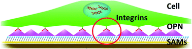 Graphical abstract: Controlling the adsorption of osteopontin for mediating cell behaviour by using self-assembled monolayers with varying surface chemistry