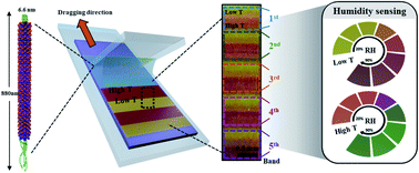 Graphical abstract: Programmable self-assembly of M13 bacteriophage for micro-color pattern with a tunable colorization