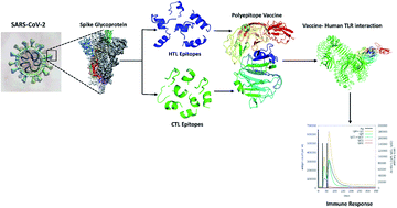 Graphical abstract: Design of a multi-epitope vaccine against SARS-CoV-2: immunoinformatic and computational methods