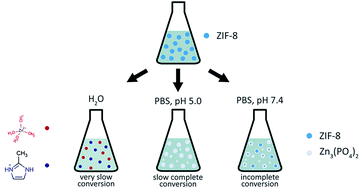 Graphical abstract: Degradation kinetic study of ZIF-8 microcrystals with and without the presence of lactic acid