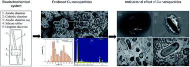 Graphical abstract: Antibacterial effect of copper nanoparticles produced in a Shewanella-supported non-external circuit bioelectrical system on bacterial plant pathogens