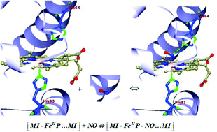 Graphical abstract: Insights into the effect of distal histidine and water hydrogen bonding on NO ligation to ferrous and ferric heme: a DFT study