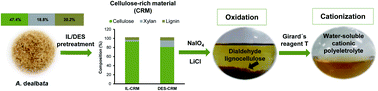 Graphical abstract: High-performance delignification of invasive tree species wood with ionic liquid and deep eutectic solvent for the production of cellulose-based polyelectrolytes