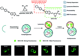 Graphical abstract: Observation of macrophage autophagy in the healing of diabetic ulcers via a lysosome-targeting polarity-specific two-photon probe