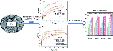 Graphical abstract: Recovery of NH4+–N and PO43−–P from urine using sludge-derived biochar as a fertilizer: performance and mechanism