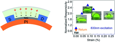 Graphical abstract: High-performance ReS2 photodetectors enhanced by a ferroelectric field and strain field