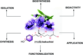 Graphical abstract: Bakuchiol – a natural meroterpenoid: structure, isolation, synthesis and functionalization approaches