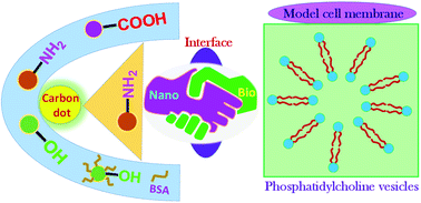 Graphical abstract: Insight into carbon quantum dot–vesicles interactions: role of functional groups