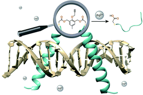 Graphical abstract: Deactivation of a dimeric DNA-binding peptide through a palladium-mediated self-immolative cleavage