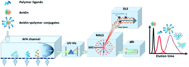 Graphical abstract: A comprehensive analysis in one run – in-depth conformation studies of protein–polymer chimeras by asymmetrical flow field-flow fractionation