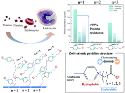 Graphical abstract: Convergent charge interval spacing of zwitterionic 4-vinylpyridine carboxybetaine structures for superior blood-inert regulation in amphiphilic phases