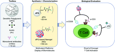 Graphical abstract: Synthesis and functionalization of dendritic polyglycerol-based nanogels: application in T cell activation