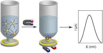 Graphical abstract: A calibration-free approach to detecting microRNA with DNA-modified gold coated magnetic nanoparticles as dispersible electrodes