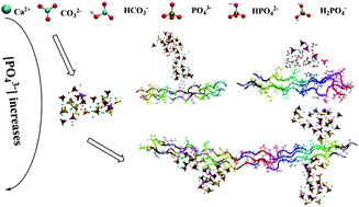 Graphical abstract: Molecular dynamic simulation of prenucleation of apatite at a type I collagen template: ion association and mineralization control