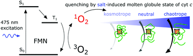 Graphical abstract: Singlet oxygen quenching as a probe for cytochrome c molten globule state formation