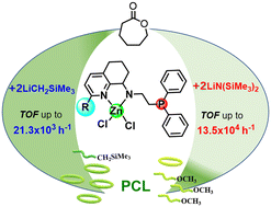 Graphical abstract: Zinc 8-aminotrihydroquinolines appended with pendant N-diphenylphosphinoethyl arms as exceptionally active catalysts for the ROP of ε-CL