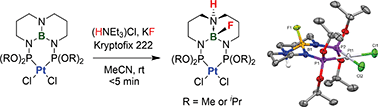 Graphical abstract: Fluorination and hydrolytic stability of water-soluble platinum complexes with a borane-bridged diphosphoramidite ligand