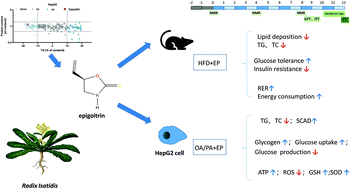 Graphical abstract: Epigoitrin alleviates lipid and glucose metabolic disorders induced by a high-fat diet
