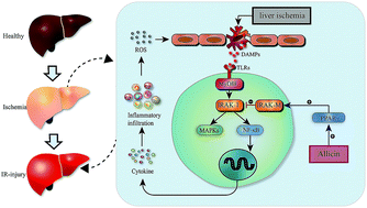 Graphical abstract: Allicin attenuated hepatic ischemia/reperfusion injury in mice by regulating PPARγ-IRAK-M-TLR4 signal pathway