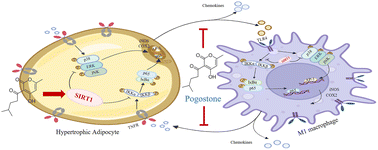 Graphical abstract: Pogostone attenuates adipose tissue inflammation by regulating the adipocyte–macrophage crosstalk via activating SIRT1