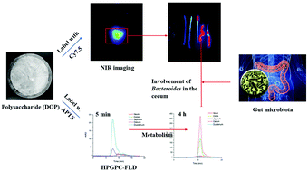 Graphical abstract: Tracking the gastrointestinal digestive and metabolic behaviour of Dendrobium officinale polysaccharides by fluorescent labelling