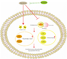Graphical abstract: Fucoxanthin ameliorated myocardial fibrosis in STZ-induced diabetic rats and cell hypertrophy in HG-induced H9c2 cells by alleviating oxidative stress and restoring mitophagy