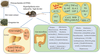 Graphical abstract: Gougunao tea polysaccharides ameliorate high-fat diet-induced hyperlipidemia and modulate gut microbiota