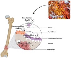 Graphical abstract: UPLC-ESI-Q-TOF-MSE-based metabolomics analysis of Acer mono sap and evaluation of osteogenic activity in mouse osteoblast cells