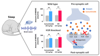 Graphical abstract: Curcuminoids, a major turmeric component, have a sleep-enhancing effect by targeting the histamine H1 receptor