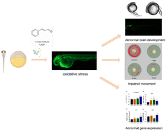 Graphical abstract: Cinnamaldehyde causes developmental neurotoxicity in zebrafish via the oxidative stress pathway that is rescued by astaxanthin