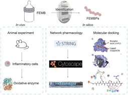 Graphical abstract: Mechanism investigation of fermented egg-milk peptides on colonic inflammatory diseases: based on in vivo and in silico research