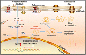 Graphical abstract: Ginsenoside Rb1 induces autophagic lipid degradation via miR-128 targeting TFEB