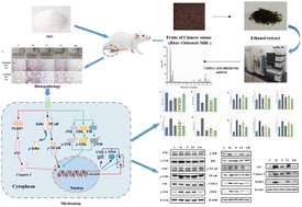 Graphical abstract: The preventive effect of Chinese sumac fruit against monosodium urate-induced gouty arthritis in rats by regulating several inflammatory pathways