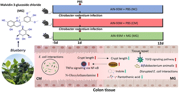 Graphical abstract: Biological pathways via which the anthocyanin malvidin alleviated the murine colitis induced by Citrobacter rodentium