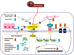 Graphical abstract: Comparison of the laxative effects of Korean Gochujang containing different microbiota on loperamide-induced constipation in ICR mice