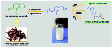 Graphical abstract: Explorations into the sustainable synthesis of cyclic and polymeric carbonates and thiocarbonates from eugenol-derived monomers and their reactions with CO2, COS, or CS2