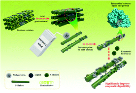Graphical abstract: Evaluating the mechanism of milk protein as an efficient lignin blocker for boosting the enzymatic hydrolysis of lignocellulosic substrates
