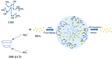 Graphical abstract: CSH/SBE-β-CD nanoparticles: controlled synthesis and application for loading and pH-responsive drug release