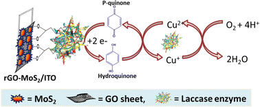 Graphical abstract: A highly efficient rGO grafted MoS2 nanocomposite for dye adsorption and electrochemical detection of hydroquinone in wastewater